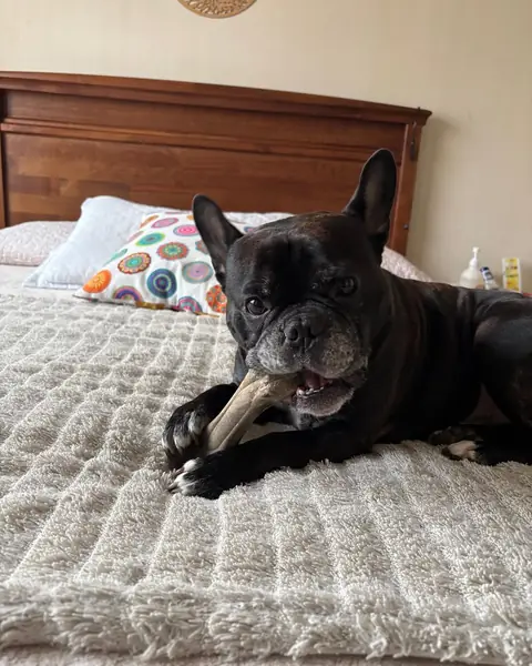 Bruno con su hueso