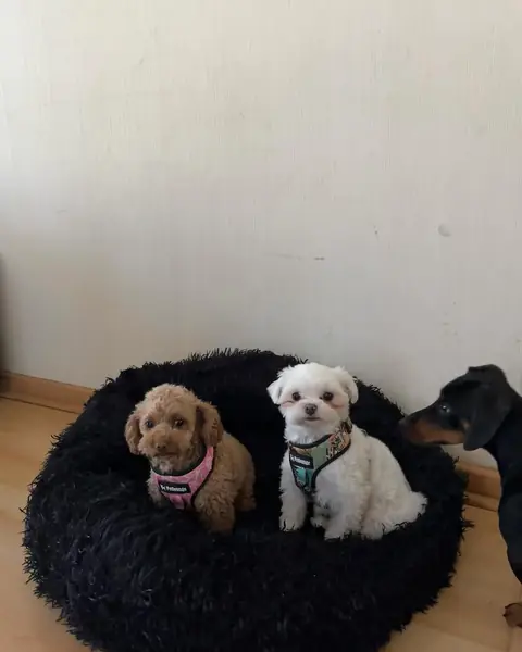 Brux y Magui en una camita