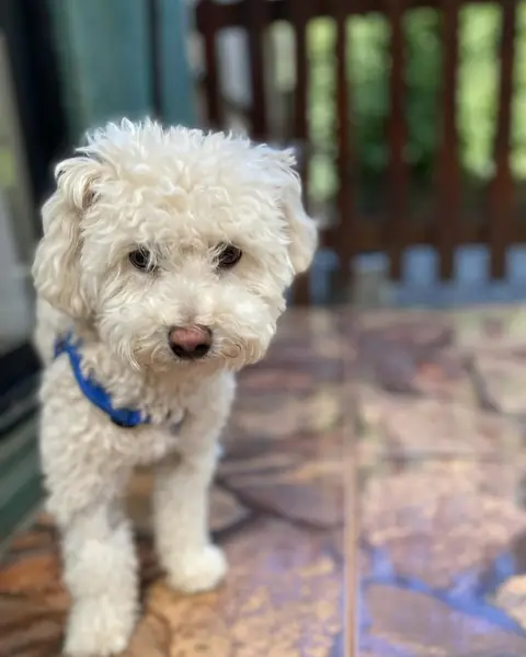 Mango, poodle blanco, en la terraza