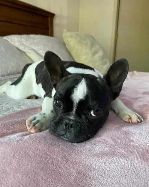 Rex, cachorro bulldog francés
