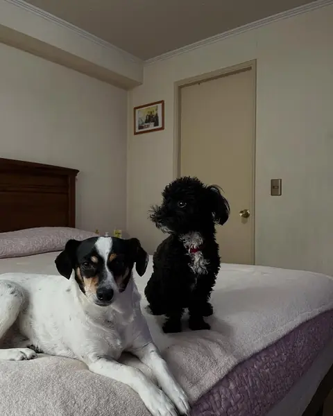 Vainilla y Toby sobre la cama